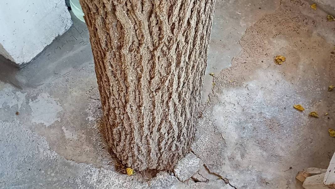 Ev inşaatında 45 yıllık dut ağacını kesmemek için bu yöntemi buldu! Aile yadigarını böyle korudu 10